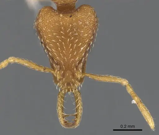 Strumigenys zandala specimen CASENT0900618 image casent0900618_2