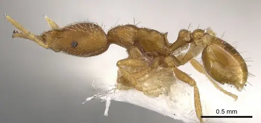 Strumigenys zandala specimen CASENT0900618 image casent0900618_3