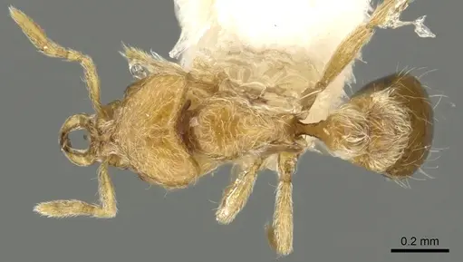 Strumigenys zapyx specimen CASENT0900857 image casent0900857_1