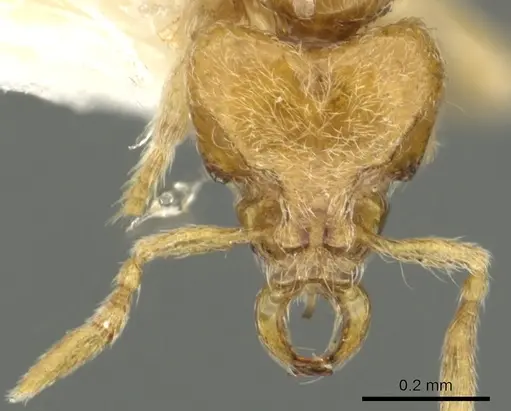 Strumigenys zapyx specimen CASENT0900857 image casent0900857_2