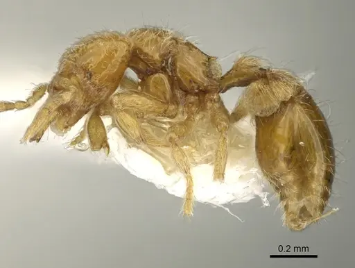 Strumigenys zapyx specimen CASENT0900857 image casent0900857_3