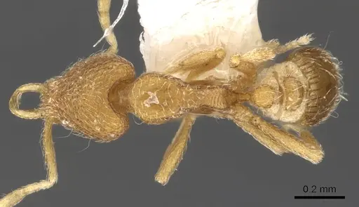 Strumigenys zygon specimen CASENT0900896 image casent0900896_1