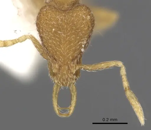 Strumigenys zygon specimen CASENT0900896 image casent0900896_2