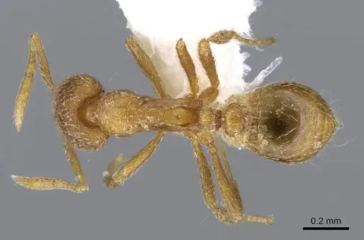 Strumigenys zygon specimen CASENT0914880 image casent0914880_1