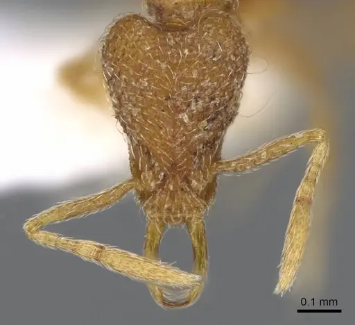 Strumigenys zygon specimen CASENT0914880 image casent0914880_2
