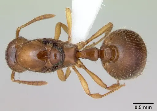 Syllophopsis adiastolon specimen CASENT0010843 image casent0010843_1