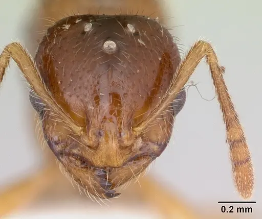 Syllophopsis adiastolon specimen CASENT0010843 image casent0010843_2