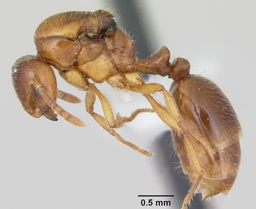 Syllophopsis adiastolon specimen CASENT0010843 image casent0010843_3