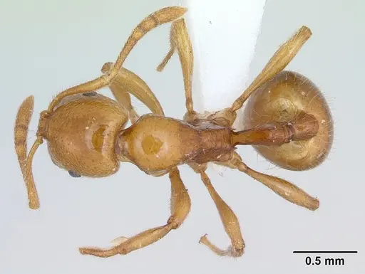 Syllophopsis adiastolon specimen CASENT0172864 image casent0172864_1