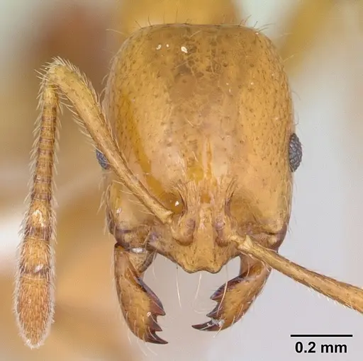 Syllophopsis adiastolon specimen CASENT0172864 image casent0172864_2