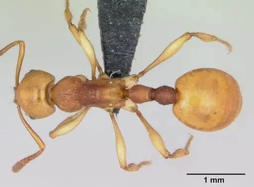 Syllophopsis aureorugosa specimen CASENT0044971 image casent0044971_1