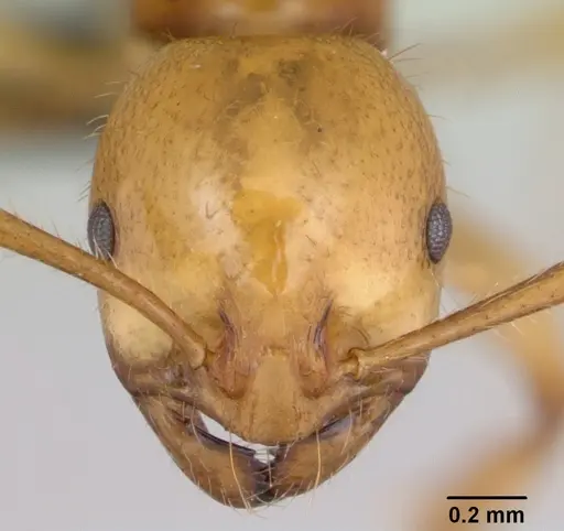 Syllophopsis aureorugosa specimen CASENT0044971 image casent0044971_2