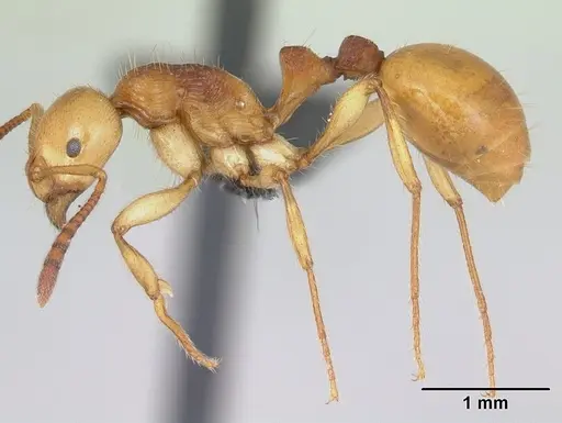 Syllophopsis aureorugosa specimen CASENT0044971 image casent0044971_3