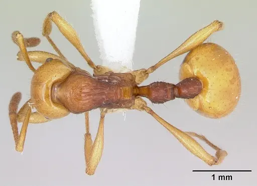 Syllophopsis aureorugosa specimen CASENT0172919 image casent0172919_1