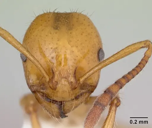 Syllophopsis aureorugosa specimen CASENT0172919 image casent0172919_2