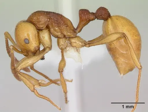 Syllophopsis aureorugosa specimen CASENT0172919 image casent0172919_3