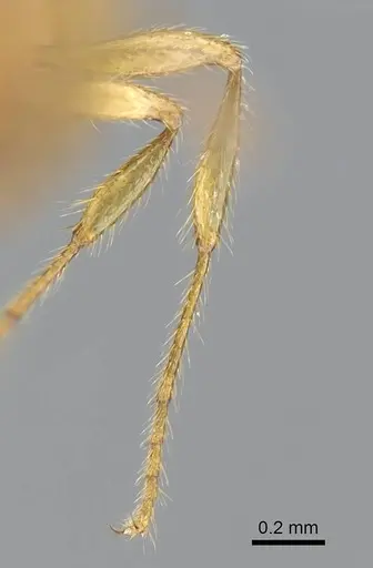 Syllophopsis aureorugosa specimen CASENT0291293 image casent0291293_1