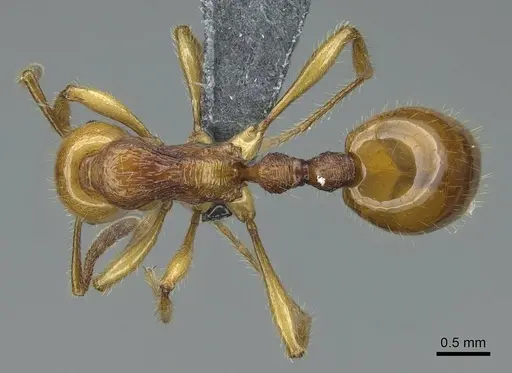 Syllophopsis aureorugosa specimen CASENT0840860 image casent0840860_1