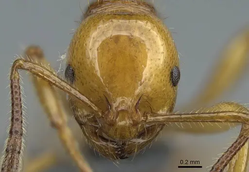 Syllophopsis aureorugosa specimen CASENT0840860 image casent0840860_2