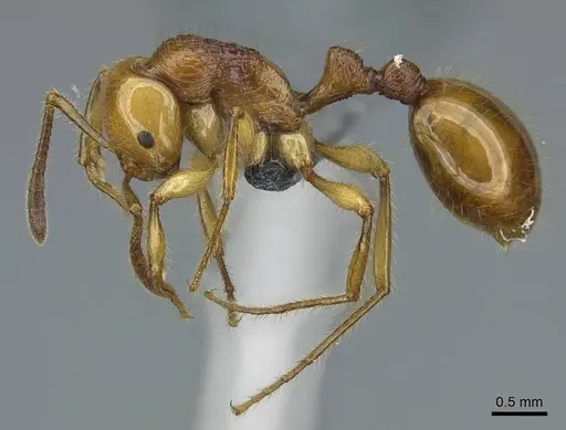 Syllophopsis aureorugosa specimen CASENT0840860 image casent0840860_3