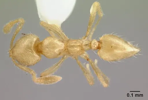 Syllophopsis australica specimen CASENT0178387 image casent0178387_1