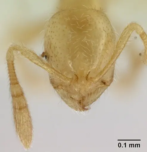 Syllophopsis australica specimen CASENT0178387 image casent0178387_2