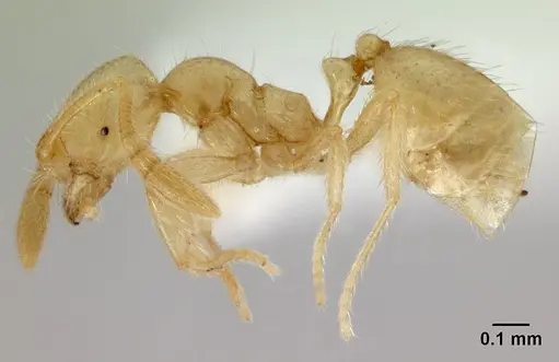 Syllophopsis australica specimen CASENT0178387 image casent0178387_3