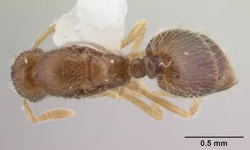 Syllophopsis australica specimen CASENT0178388 image casent0178388_1