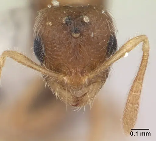 Syllophopsis australica specimen CASENT0178388 image casent0178388_2