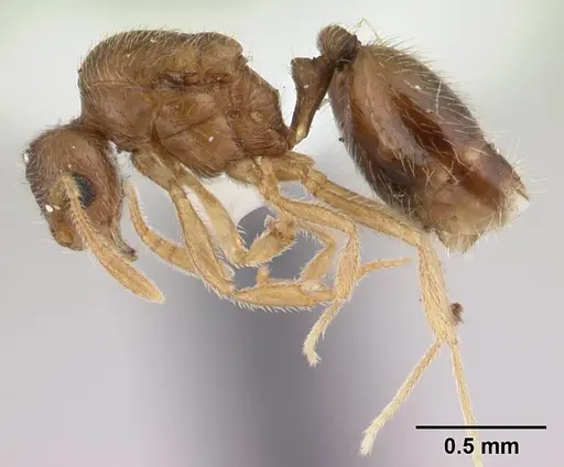 Syllophopsis australica specimen CASENT0178388 image casent0178388_3