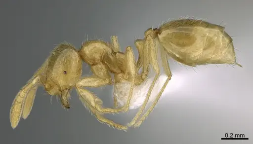 Syllophopsis australica specimen CASENT0434414 image casent0434414_1