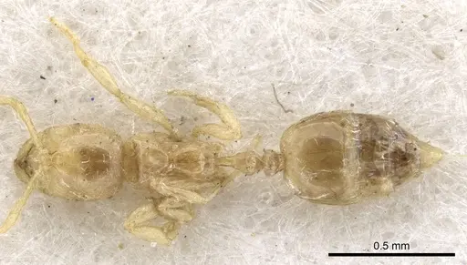 Syllophopsis australica specimen CASENT0902225 image casent0902225_2