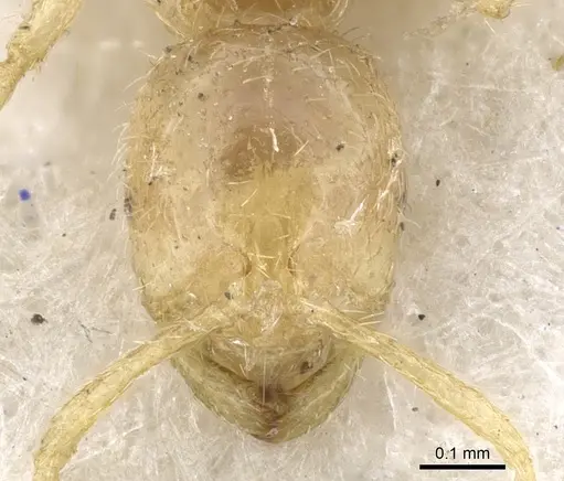 Syllophopsis australica specimen CASENT0902225 image casent0902225_3