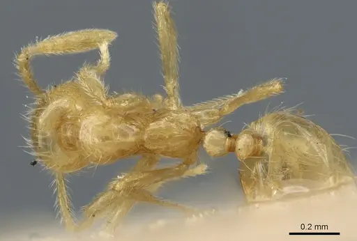 Syllophopsis australica specimen CASENT0904578 image casent0904578_1