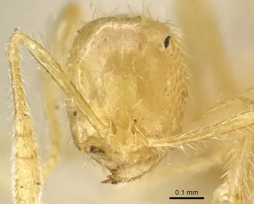 Syllophopsis australica specimen CASENT0904578 image casent0904578_2