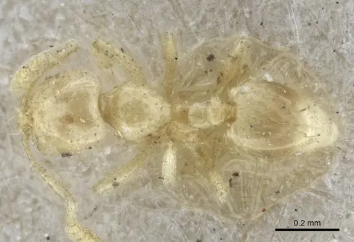 Syllophopsis australica specimen CASENT0916610 image casent0916610_1