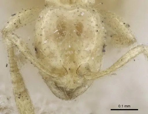 Syllophopsis australica specimen CASENT0916610 image casent0916610_2