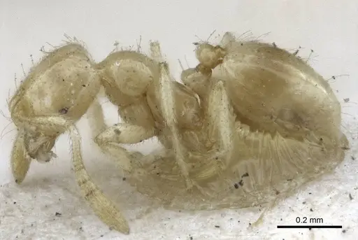 Syllophopsis australica specimen CASENT0916610 image casent0916610_3