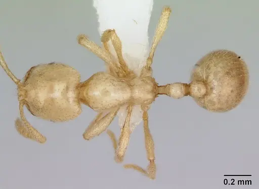 Syllophopsis ferodens specimen CASENT0173588 image casent0173588_1