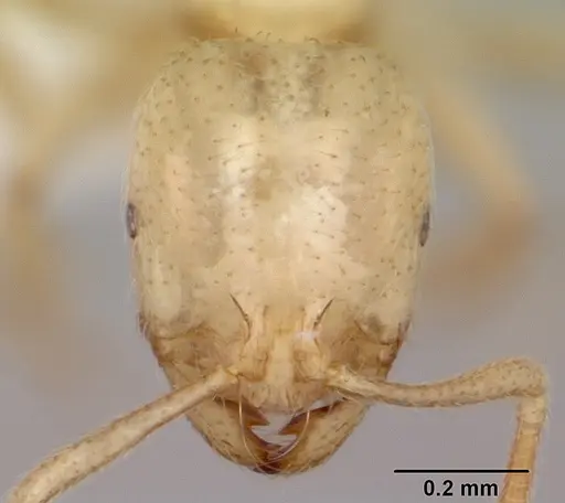 Syllophopsis ferodens specimen CASENT0173588 image casent0173588_2