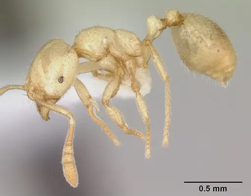 Syllophopsis ferodens specimen CASENT0173588 image casent0173588_3