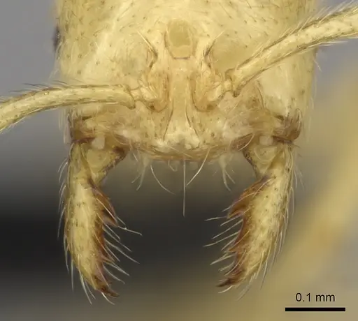 Syllophopsis ferodens specimen CASENT0478924 image casent0478924_1