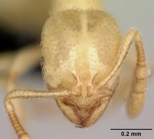 Syllophopsis ferodens specimen CASENT0478937 image casent0478937_2