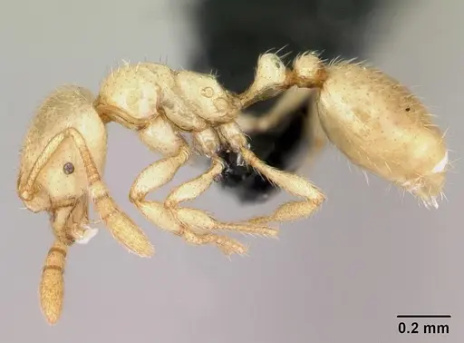 Syllophopsis ferodens specimen CASENT0478937 image casent0478937_3