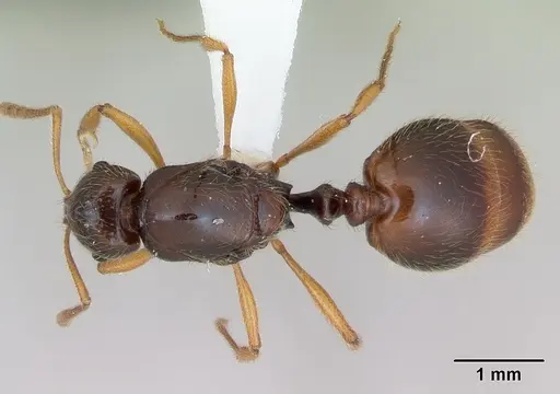 Syllophopsis fisheri specimen CASENT0173601 image casent0173601_1
