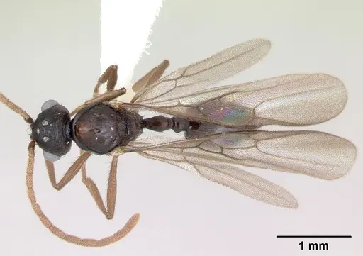 Syllophopsis fisheri specimen CASENT0173602 image casent0173602_1