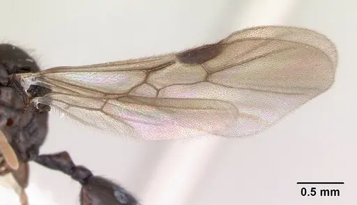 Syllophopsis fisheri specimen CASENT0173602 image casent0173602_4