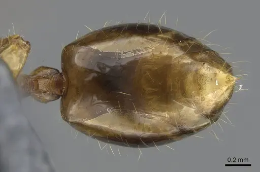 Syllophopsis fisheri specimen CASENT0274442 image casent0274442_1