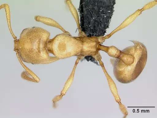 Syllophopsis fisheri specimen CASENT0430841 image casent0430841_1