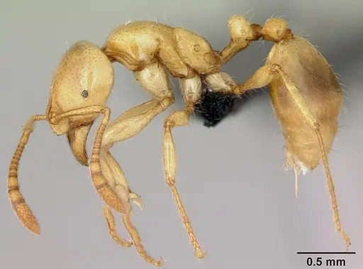 Syllophopsis fisheri specimen CASENT0430841 image casent0430841_3
